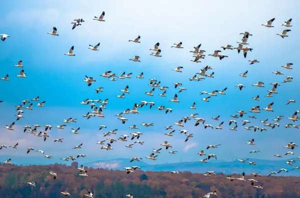 41. Migración animal