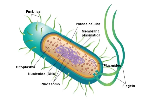 ¿Cómo se clasifican los 6 tipos de células?